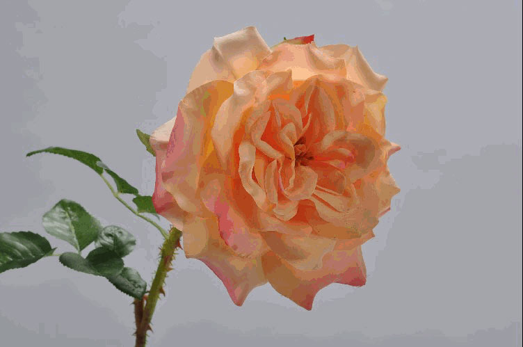 ROSE SPRAY PEACH 52 cm