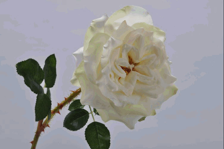 ROSE SPRAY CREAM 52 cm