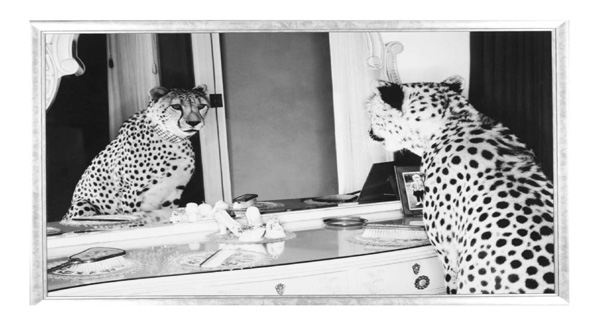 Cheetah looking in mirror